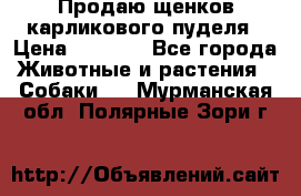 Продаю щенков карликового пуделя › Цена ­ 2 000 - Все города Животные и растения » Собаки   . Мурманская обл.,Полярные Зори г.